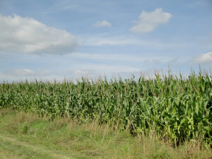 there are grass and weeds growing in a field