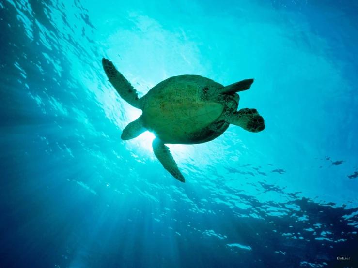 a sea turtle swims towards the sun in the water