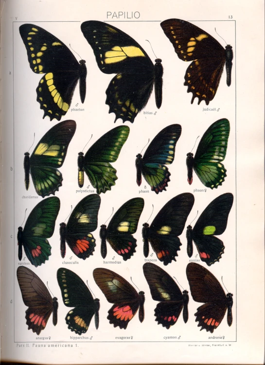 a large assortment of erflies are shown