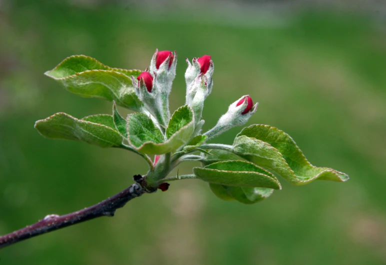 a couple of buds growing out of a flower on a nch