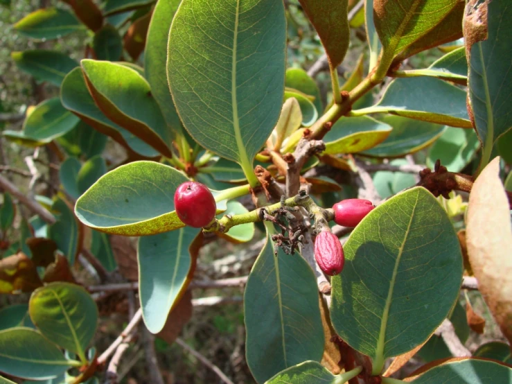 a tree with fruits hanging from nches and leaves