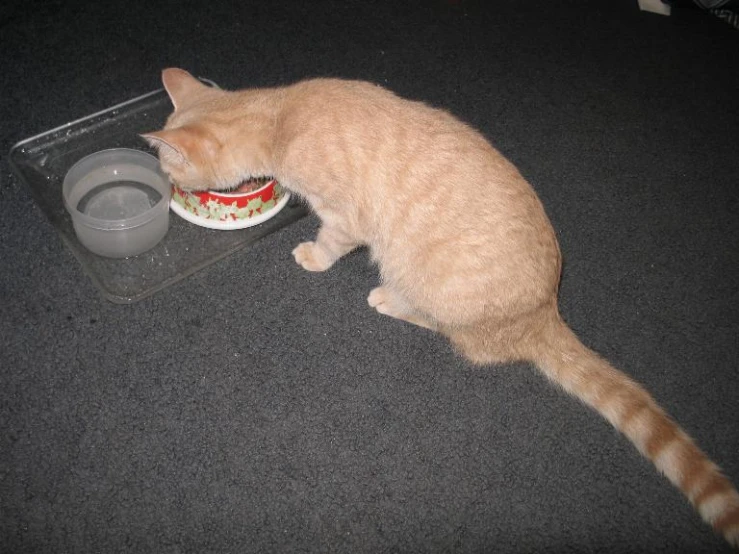 a cat with it's head in a bowl on the floor