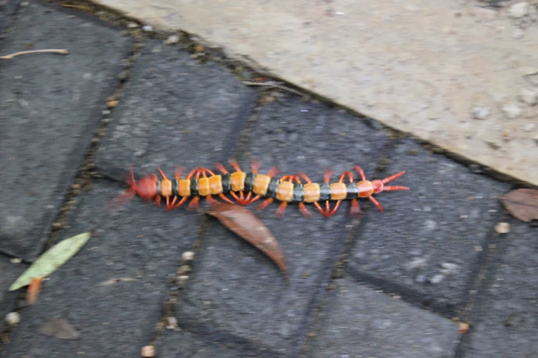 a small brown and orange caterpillar crawling on asphalt