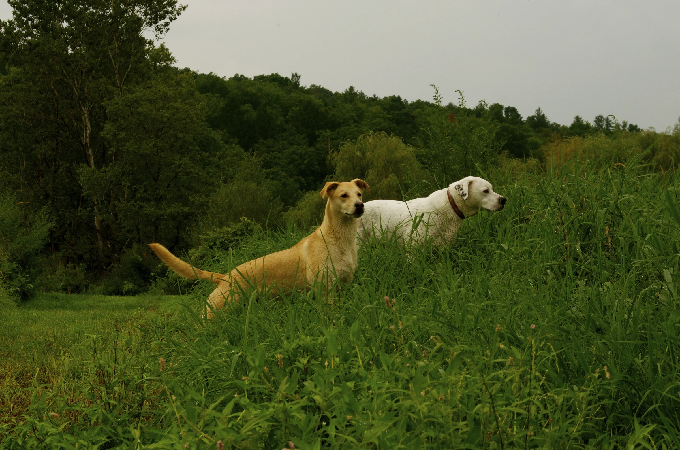 two white and yellow labs in grassy area next to trees