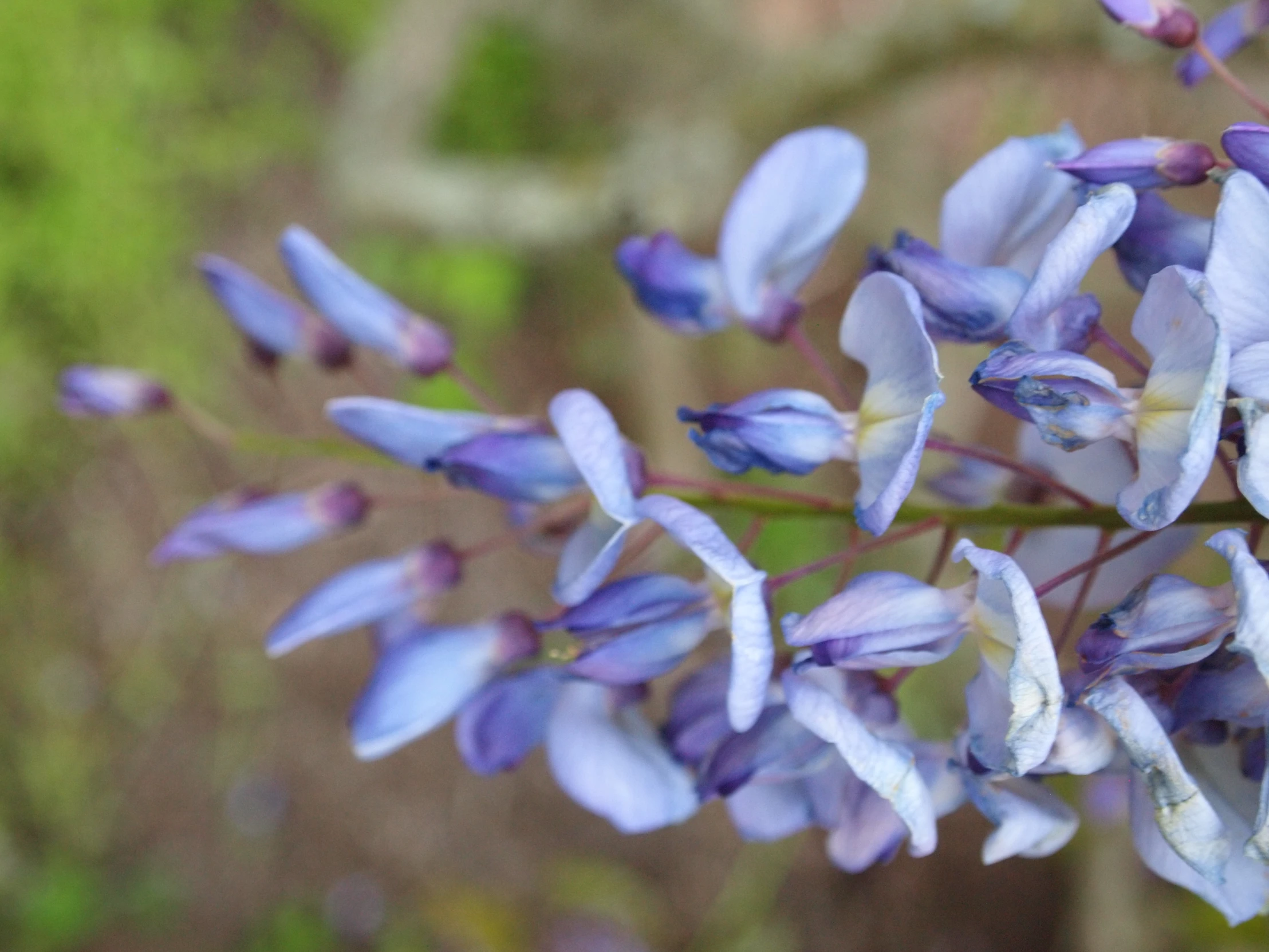 a blue and white flower and some pink flowers