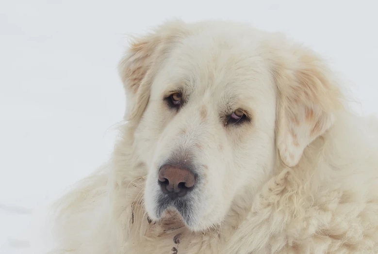 large, white fluffy dog with his nose to the left