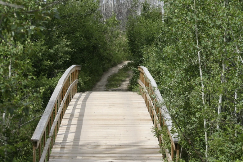 a wooden path bridge leads to a forest