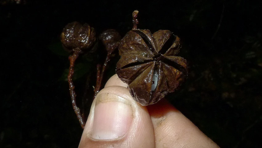 a person holds up an ornate looking object