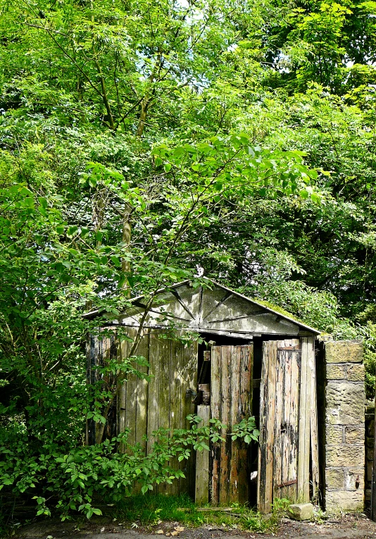 a weathered outhouse sitting between some trees and foliage