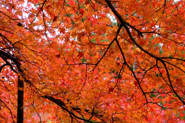 an orange tree filled with lots of leaves