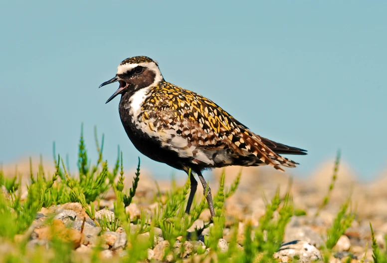 a large bird standing in the grass next to rocks