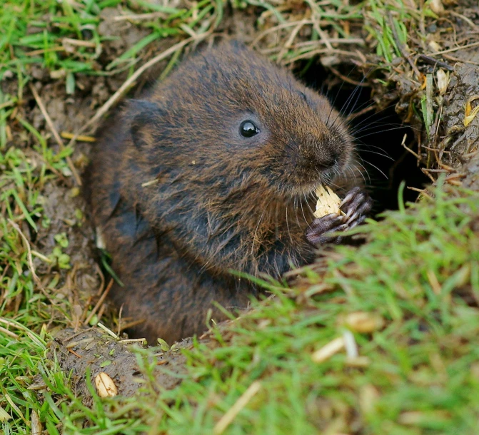 a small brown rat in the middle of grass