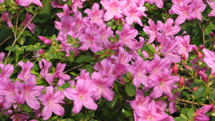 some pink flowers blooming in the garden