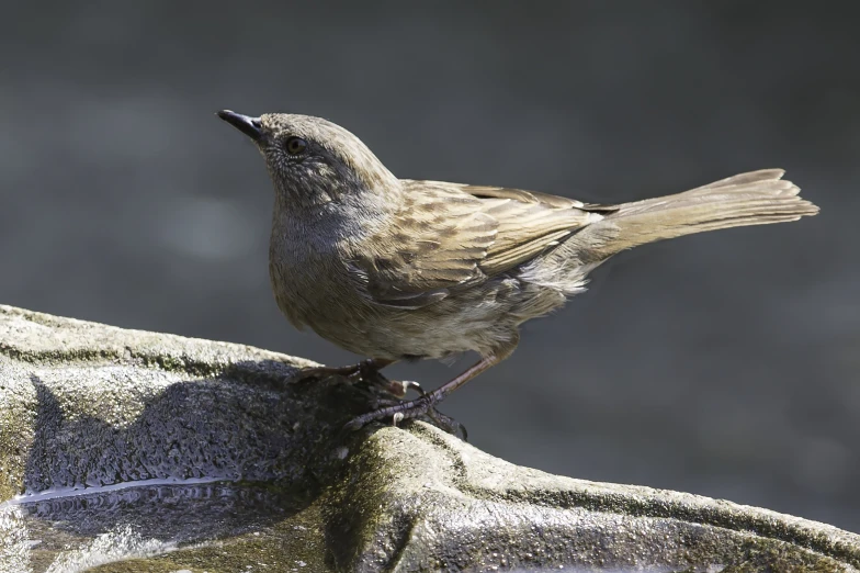 the small bird is standing on top of the frosted cloth