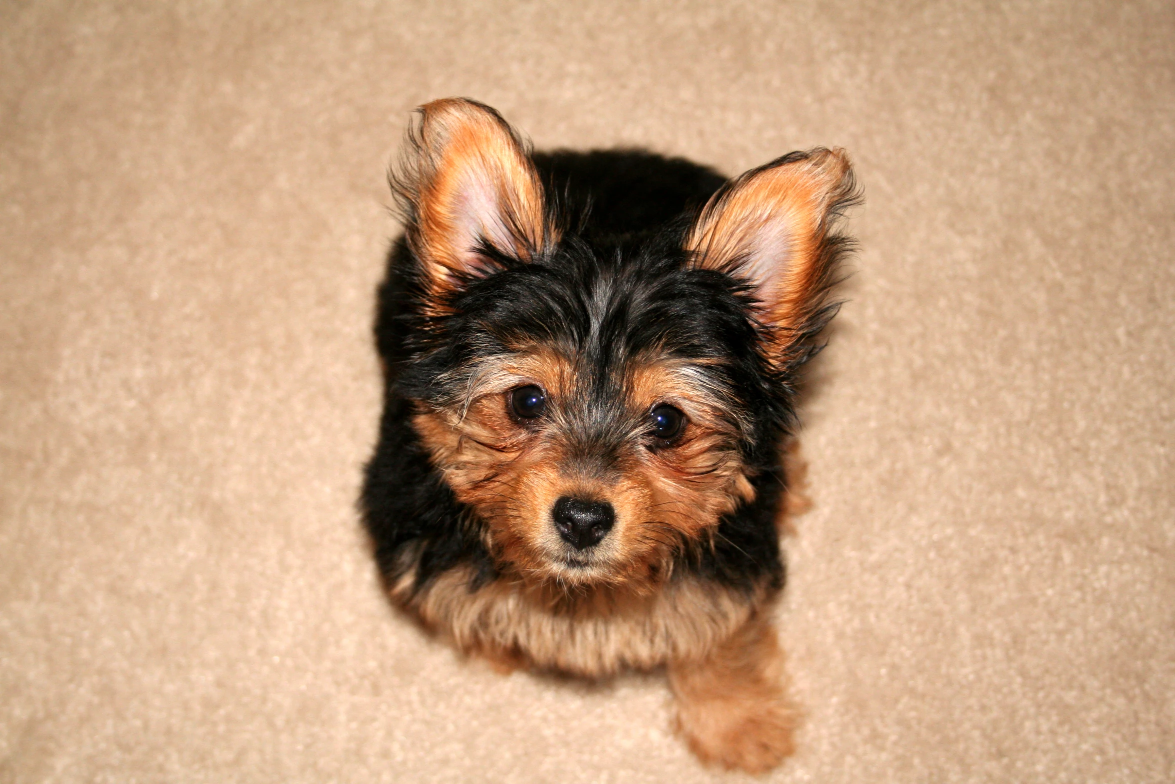 a small dog standing on a carpet looking up