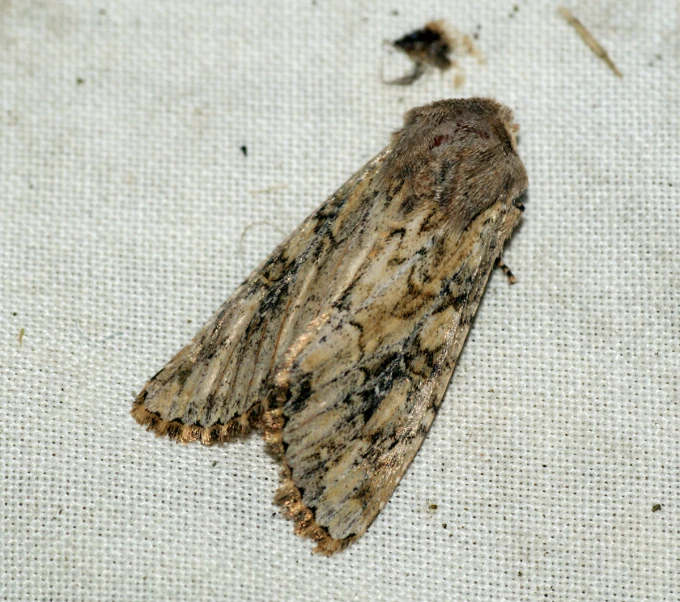 a close up of a moth on a white surface