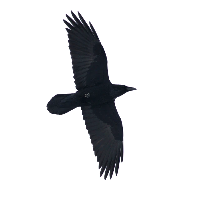 black bird flying in the air on a clear day