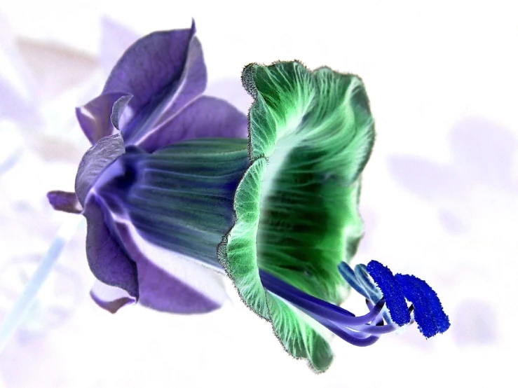 an artistic image of a beautiful flower with purple and green petals