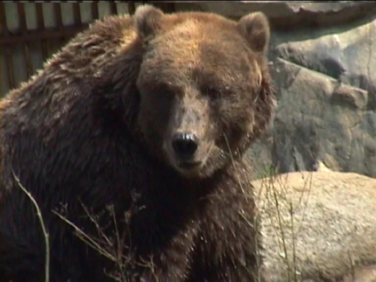 the bear is standing up looking out into the distance