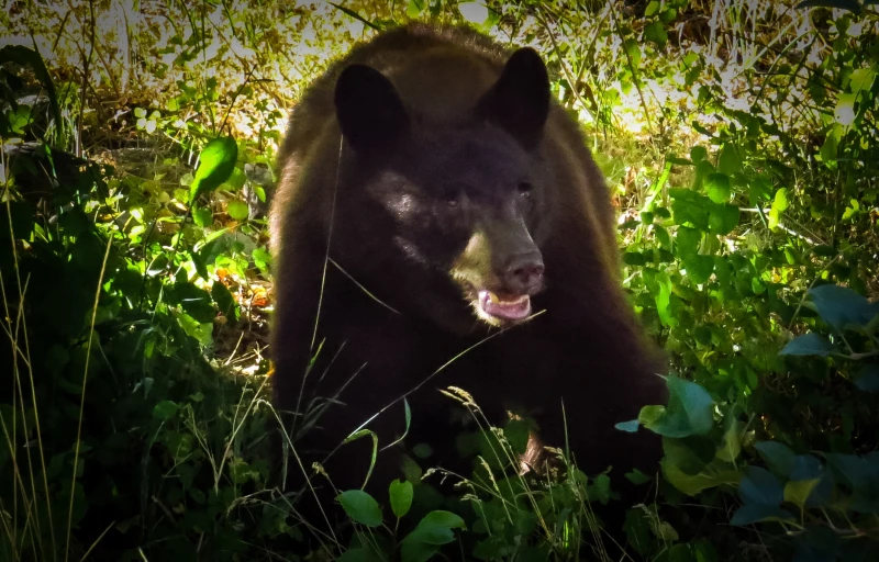 a bear sitting in the middle of some tall green plants