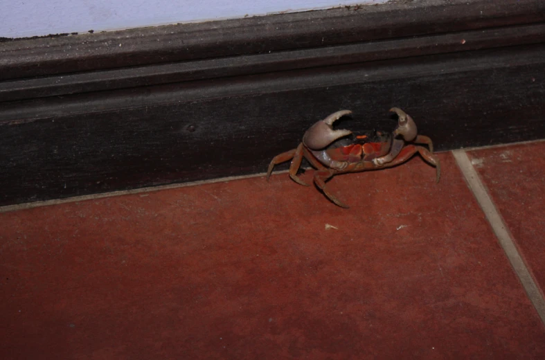 a crab on the side of a door with its arms around its head