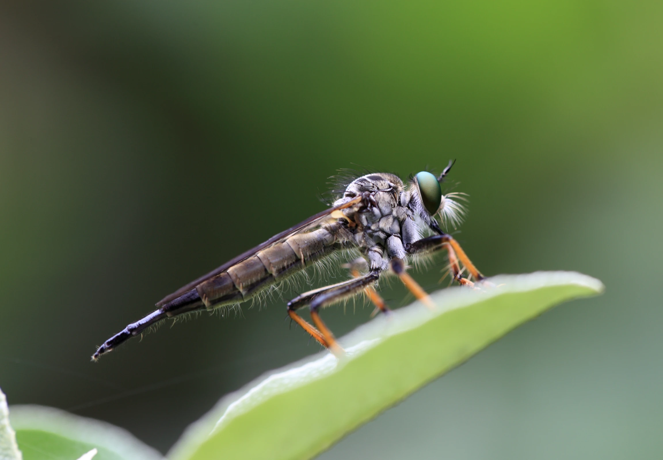 the image depicts a fly sitting on top of a green leaf