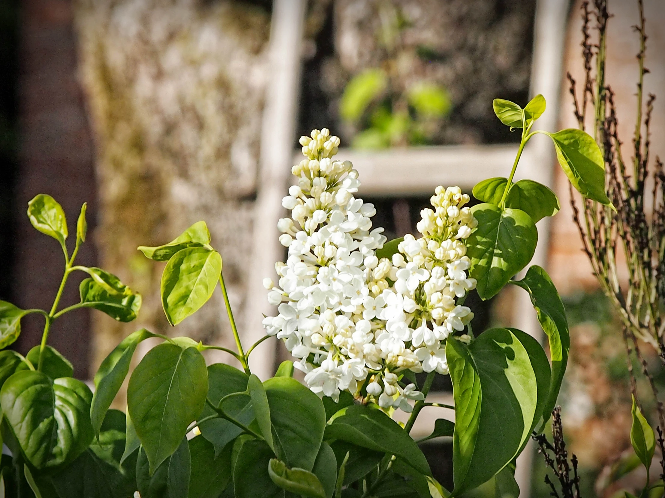 a white flower is in front of a window