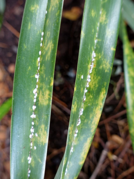 the white spots on green leaves shows small insects on them