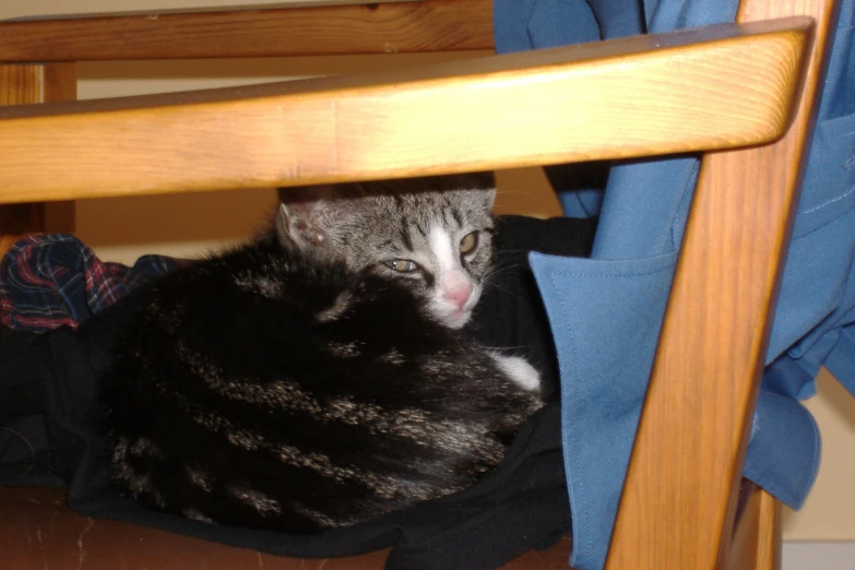 a grey and white cat curled up under a chair