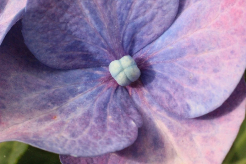 close up of a large purple flower with a white center