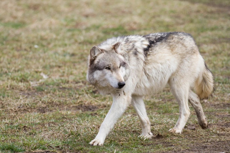 the wolf is standing alone in the grass