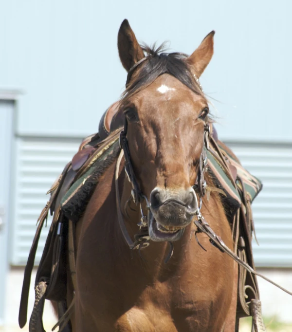 a horse wearing a bridle walking with it's bridle on