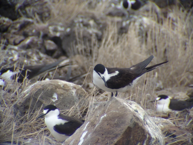 a small bird sitting on a big rock