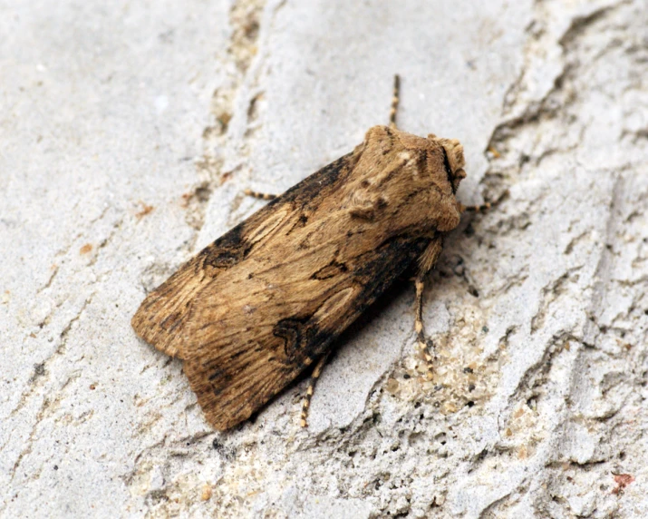 a brown bug that is on some sand