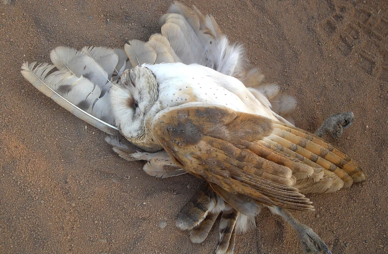 an owl is sitting in the sand on its back