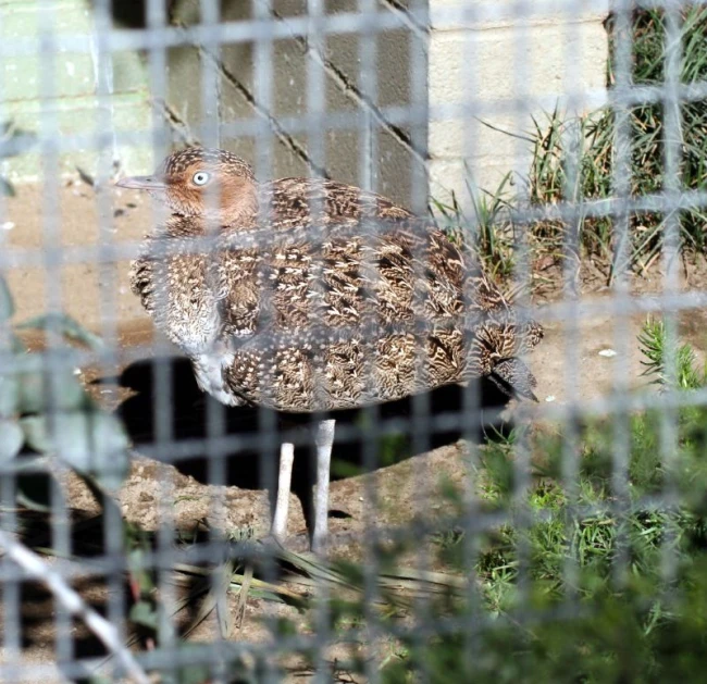 a bird standing on the ground behind a fence