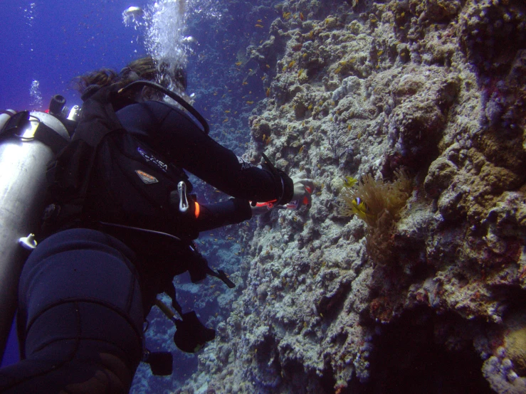 two scubaers are on a coral reef with an aquarium