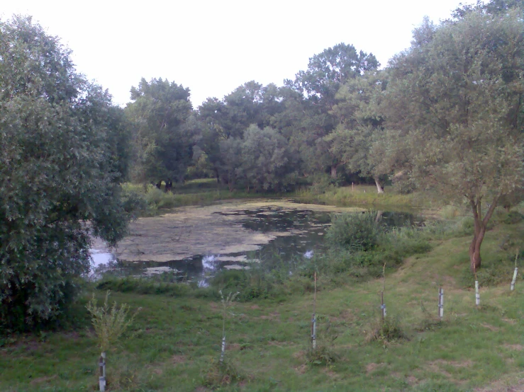 a view of a lake surrounded by trees and plants