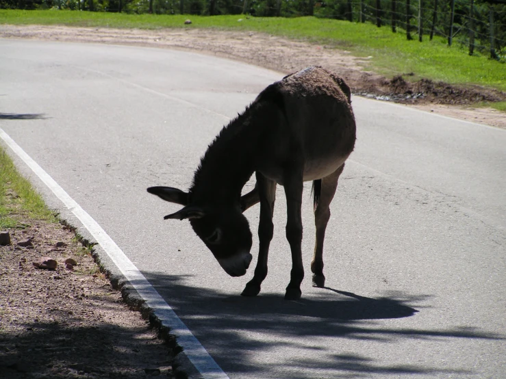 a donkey bends down to eat the road