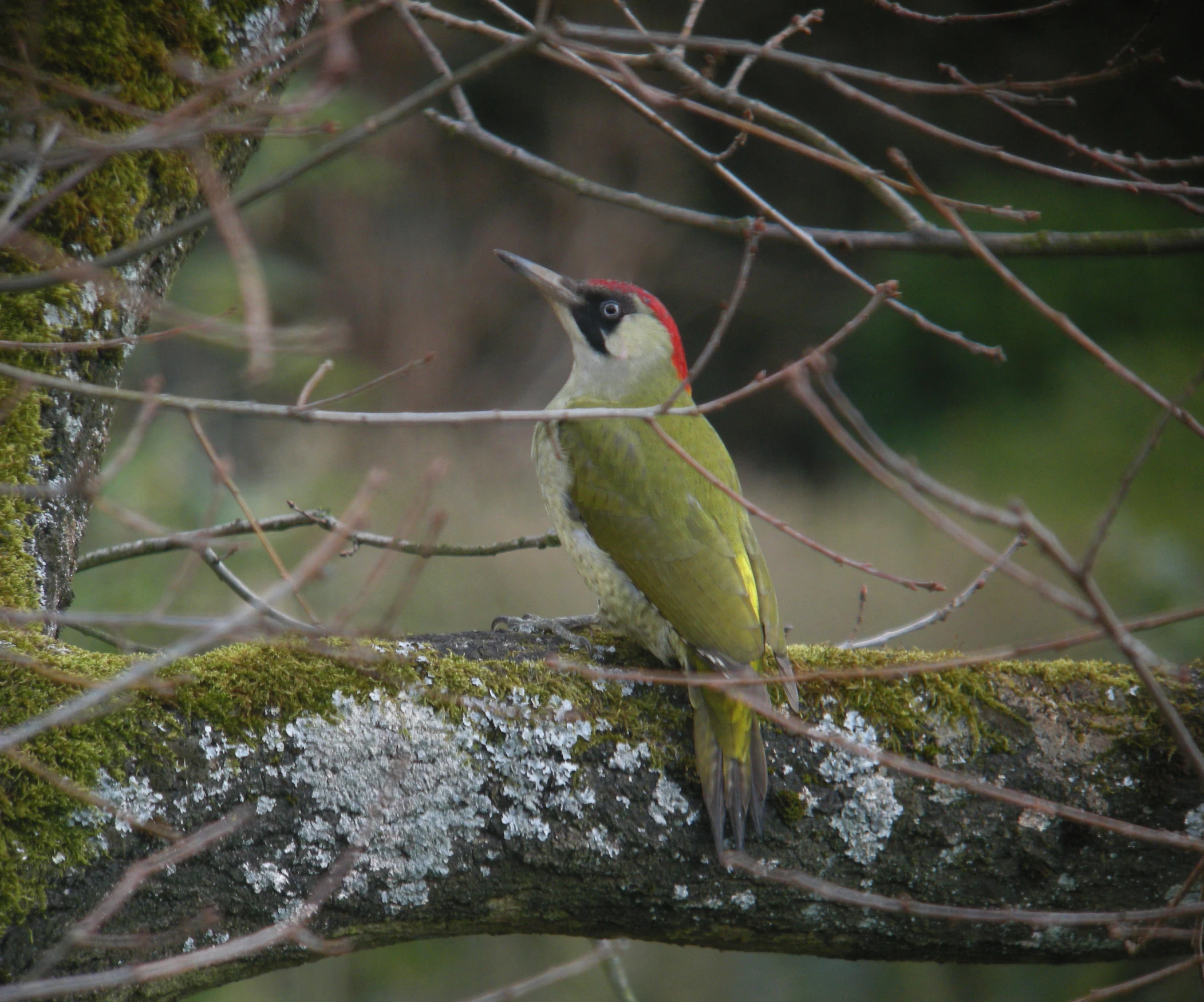 a brightly colored bird perched on a nch