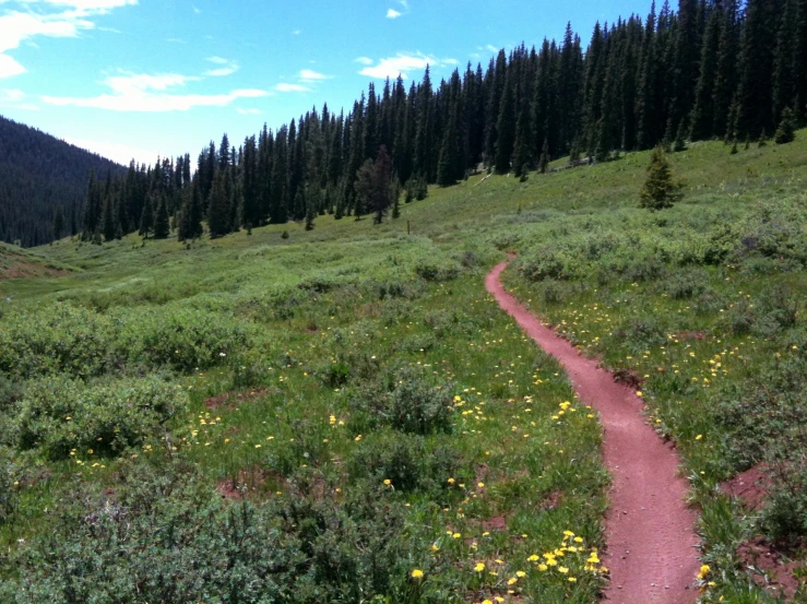 a trail in the middle of a meadow with trees on it