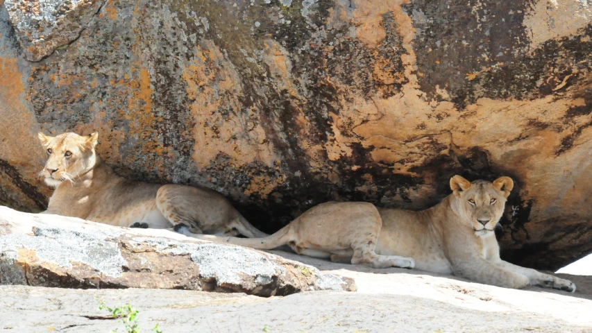 three lions are resting beneath a rock formation