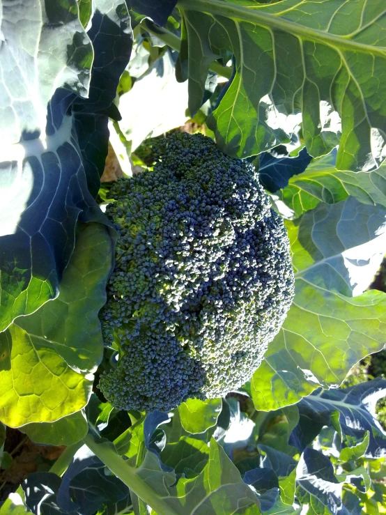 a broccoli plant grows in a patch of green