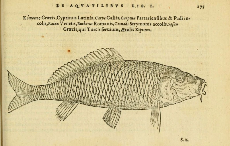 the illustration shows an image of a fish