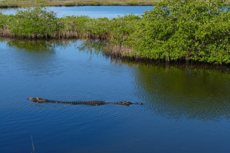 an alligator is swimming near some mangroves