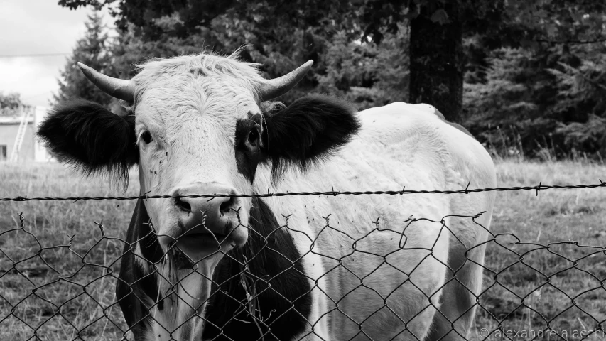 a large cow behind a barbed wire fence