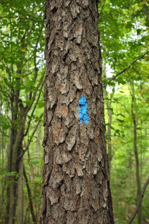 a large blue piece of soing is on a tree