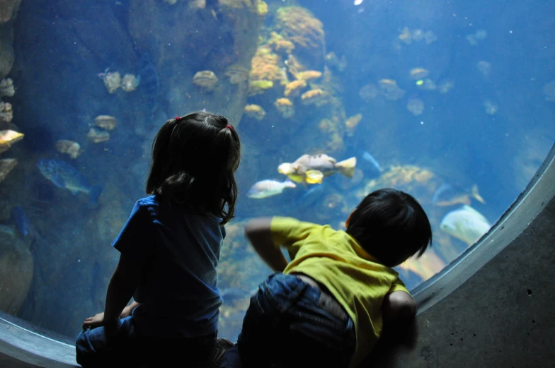 two children sit in front of a fish tank looking at fish