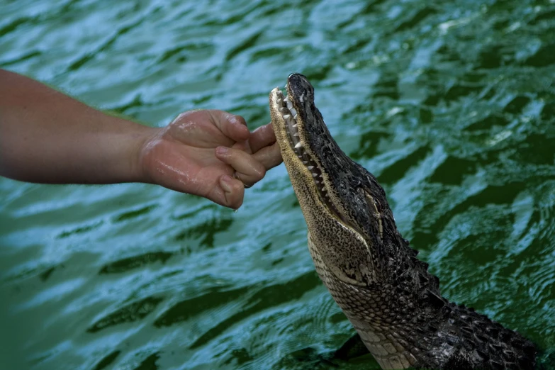 someone holding onto the hand of an alligator