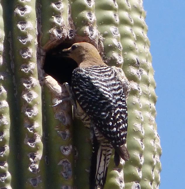 there is a small bird on a cactus